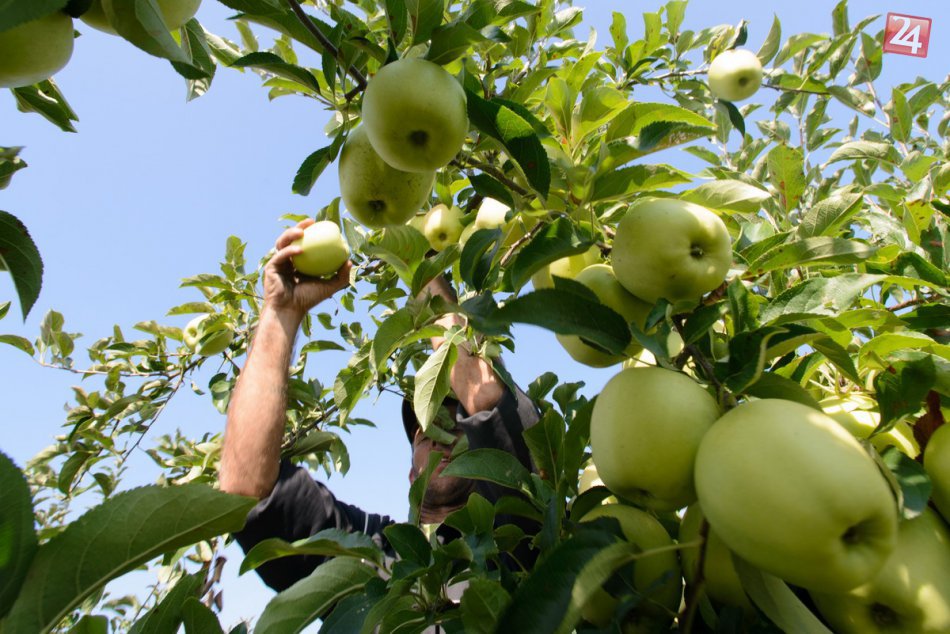 FOTO:Zdravé, chutné a šťavnaté jabĺčka.V sade neďaleko Nitry už začali so zberom