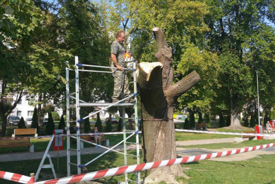 Anjel vytvorený z poškodeného stromu sa stal dominantou mestského parku