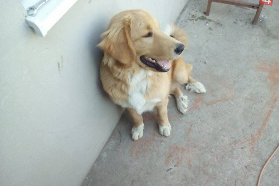 Aron sa stratil neďaleko Hlohovca: Pomôžte mu vrátiť sa domov