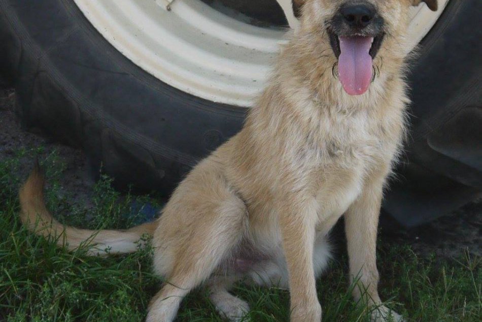 Šalianskemu psiemu útulku finančne prispejú: Odklepli im potrebné dotácie na čin