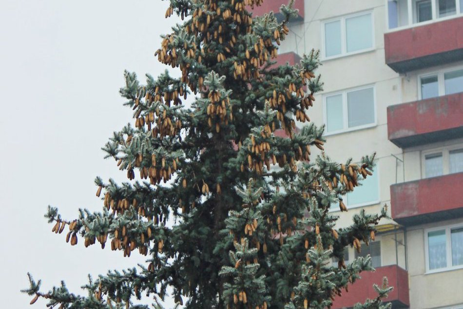 FOTO: Najväčšie nitrianske sídlisko už má svoj vianočný stromček