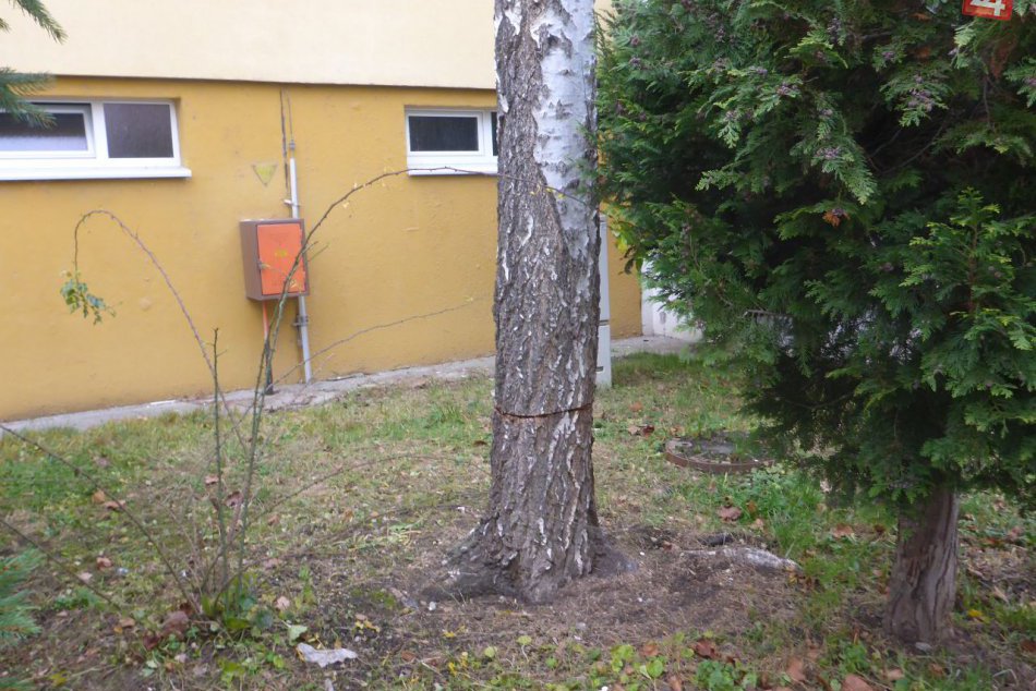 V OBRAZOCH: Neznámy páchateľ vo Zvolene poškodil brezu
