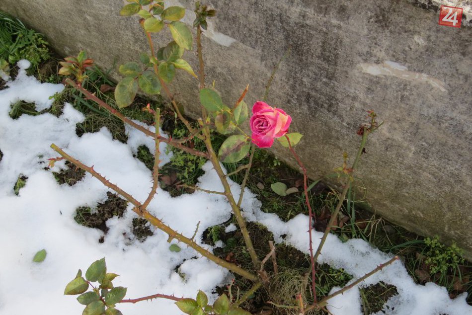 Výjav, ktorý dokáže upútať: Rozkvitnutá ruža v zasneženej záhrade, FOTO