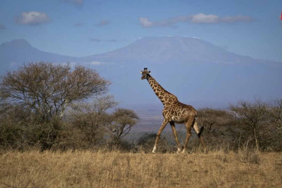 Žirafy v Nairobi