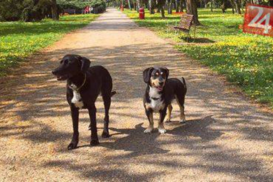 Nevideli ste ich? Dvaja psíkovia sa stratili v Dvoranoch nad Nitrou, FOTO