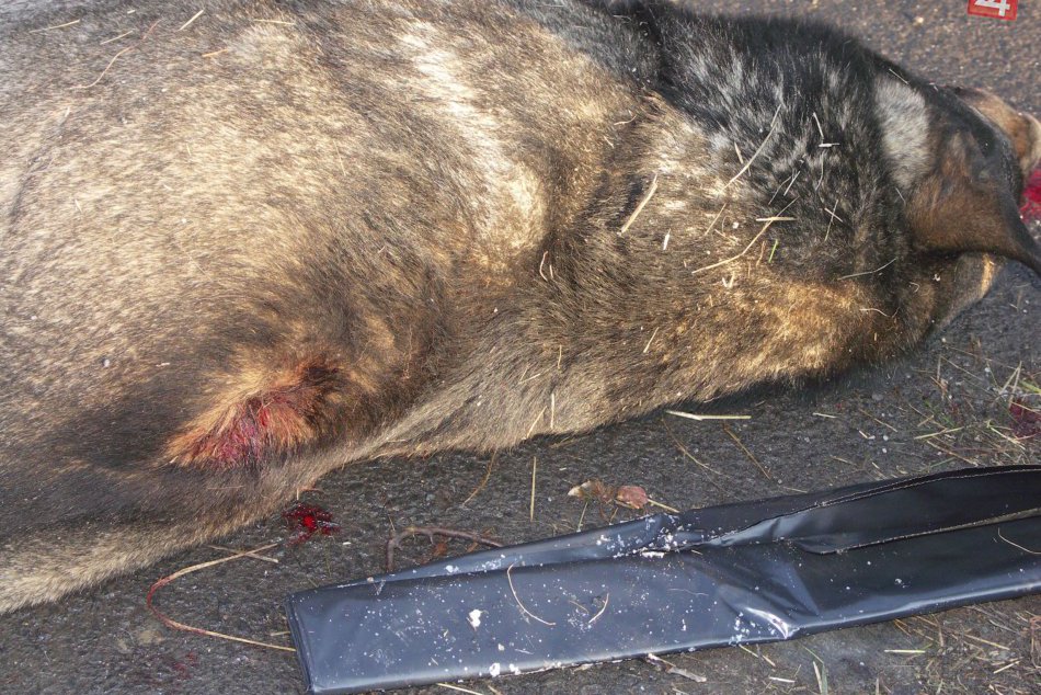 V OBRAZOCH: Neznámy páchateľ zastrelil psa priamo na sídlisku v Lučenci