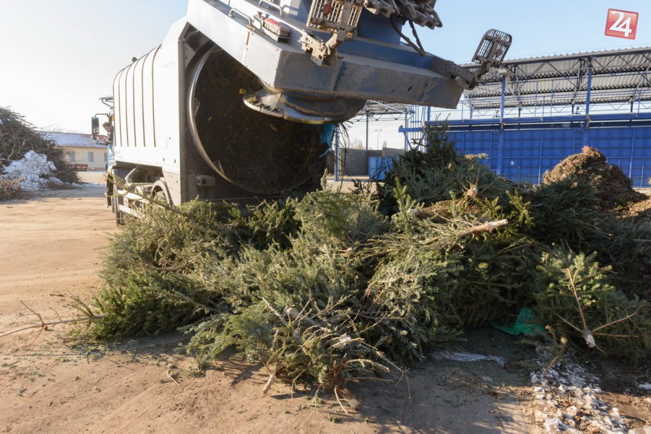 V Nitre prebieha zber vianočných stromčekov: V kompostárni sa menia na štiepku