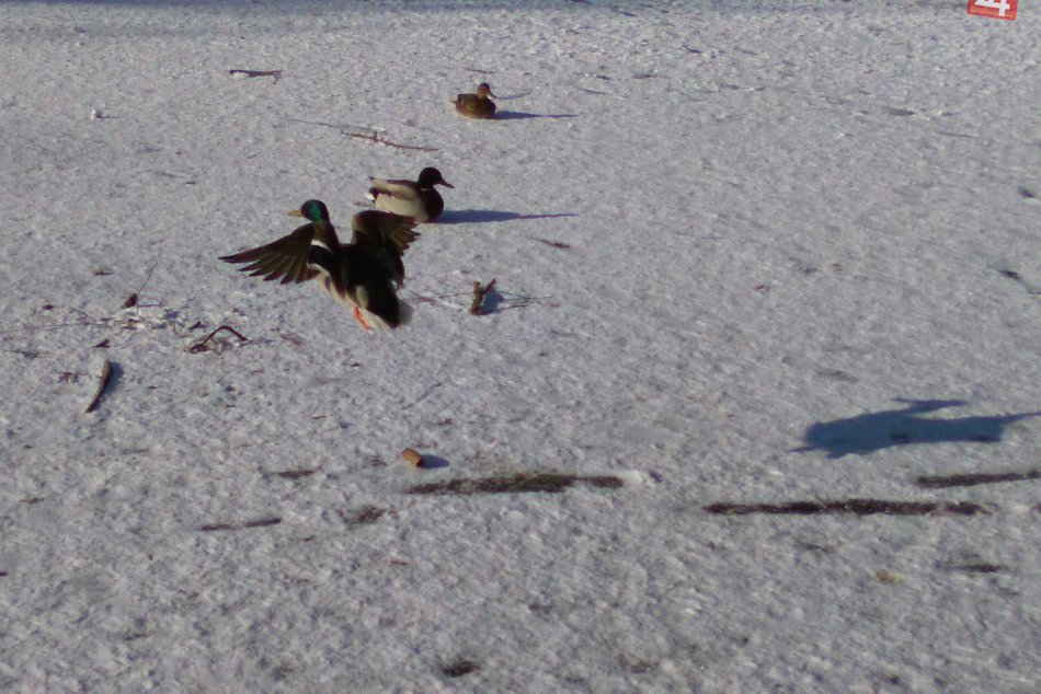 V OBRAZOCH: Mesto pomáha labutiam a kačkám prežiť tuhú zimu