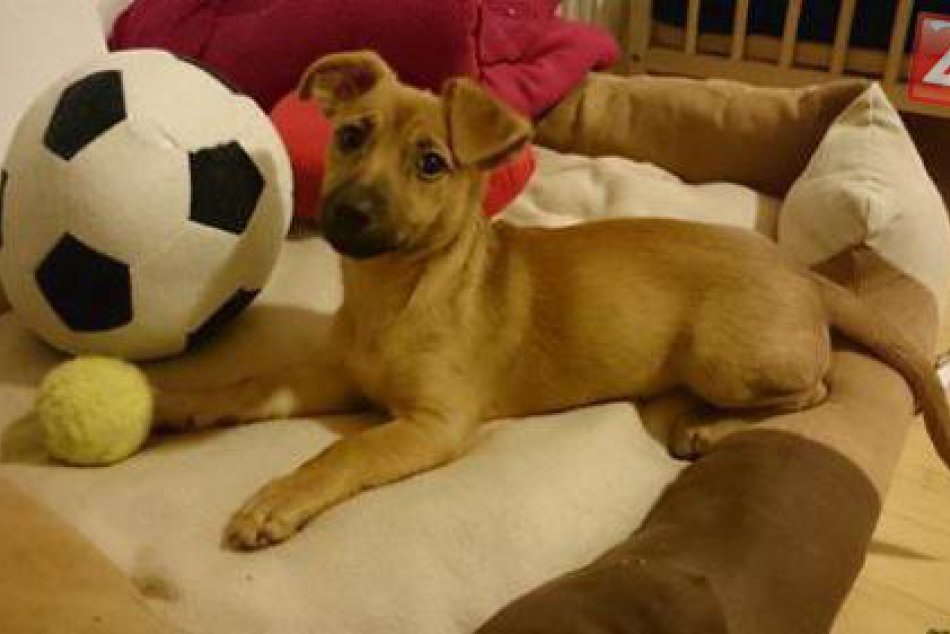 Nemé tváre hľadajú nový domov