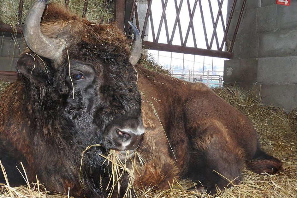 V mini zoo nájde návštevník zubra hrivnatého, nandu pampového i oslíka