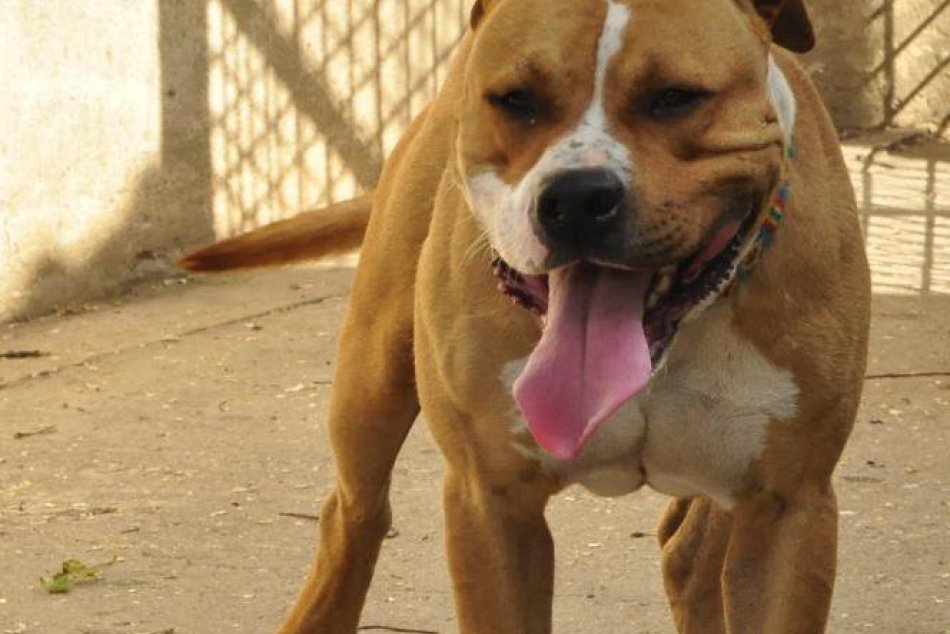 FOTOGALÉRIA: Tieto psíky hľadajú v Trnave nový domov