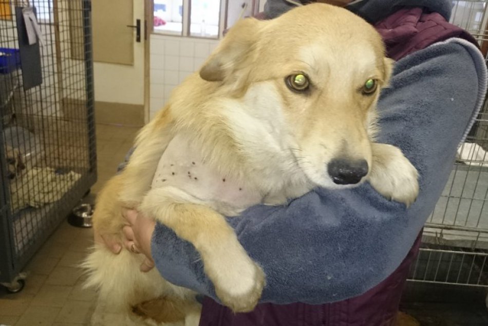 Brutálne týranie psov neďaleko Nitry: Prípad už vyšetruje polícia