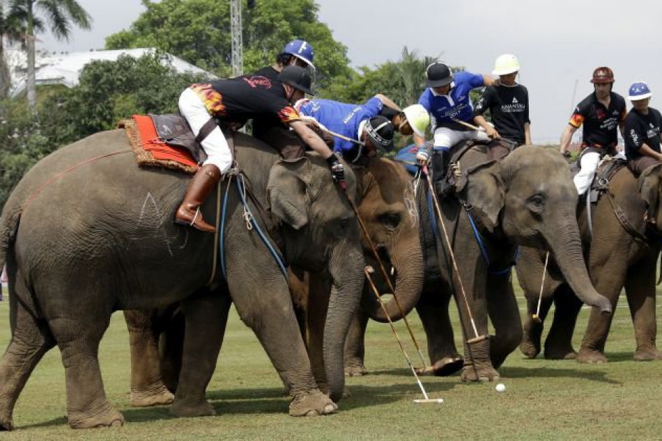KURIOZITA DŇA: Medzi najbizarnejšie športy patrí slonie pólo