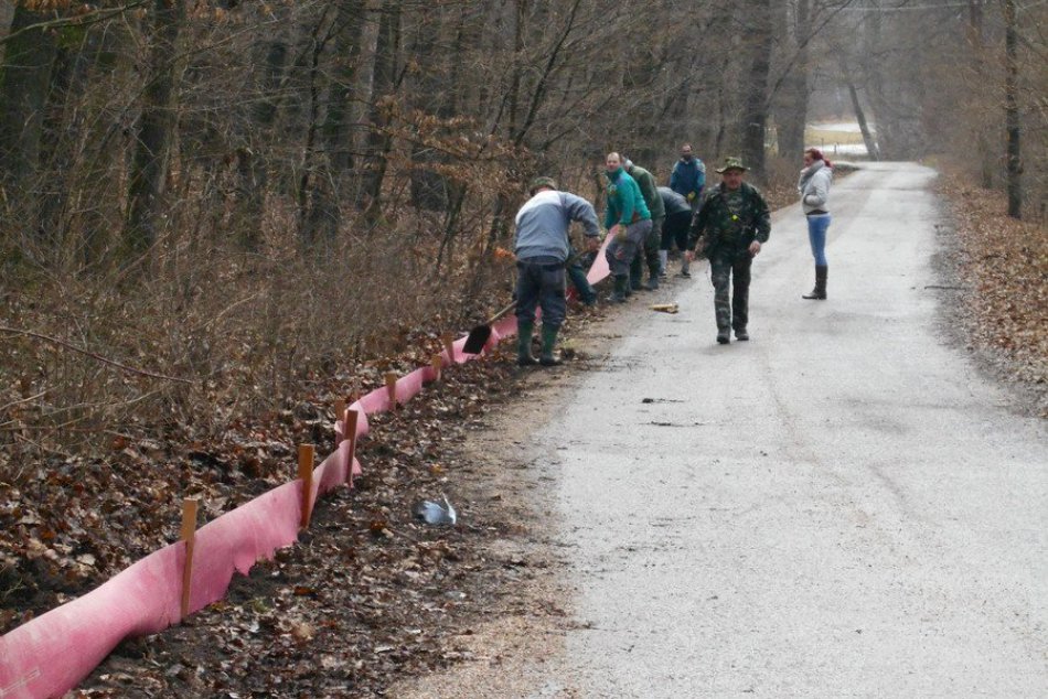 FOTO: Ochranári z Nitry zachraňujú stovky žiab, táto cesta pre ne býva osudná