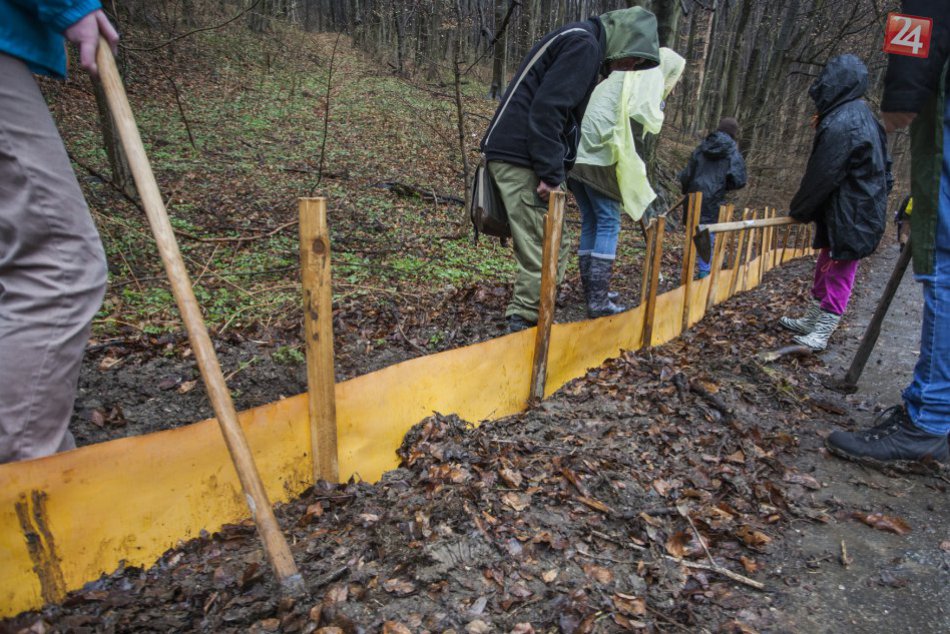 Pomoc ropuchám na Železnej studničke