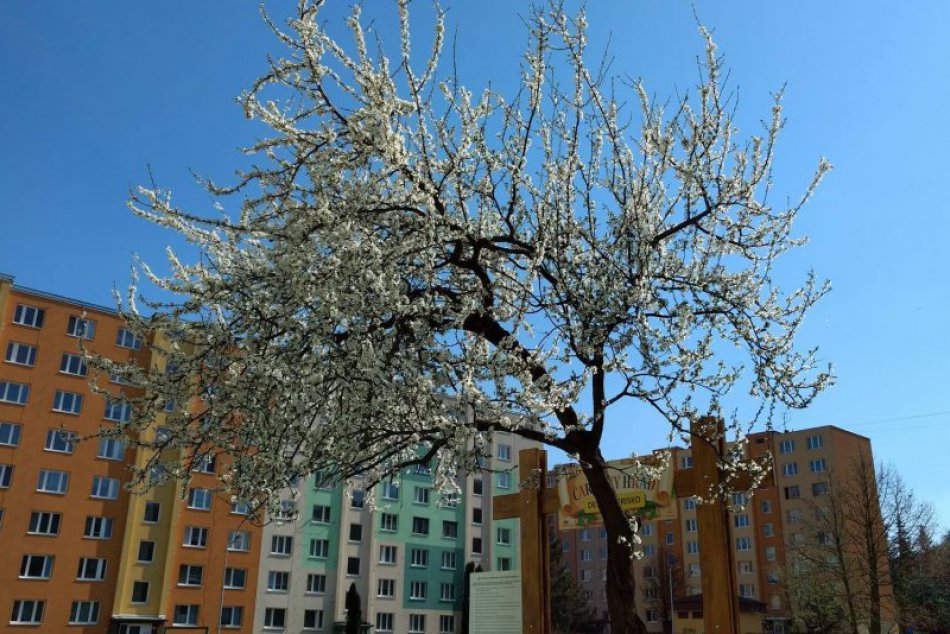 Jar nášmu mestu pridala na kráse:10 fotiek zo Spišskej ako dôkaz
