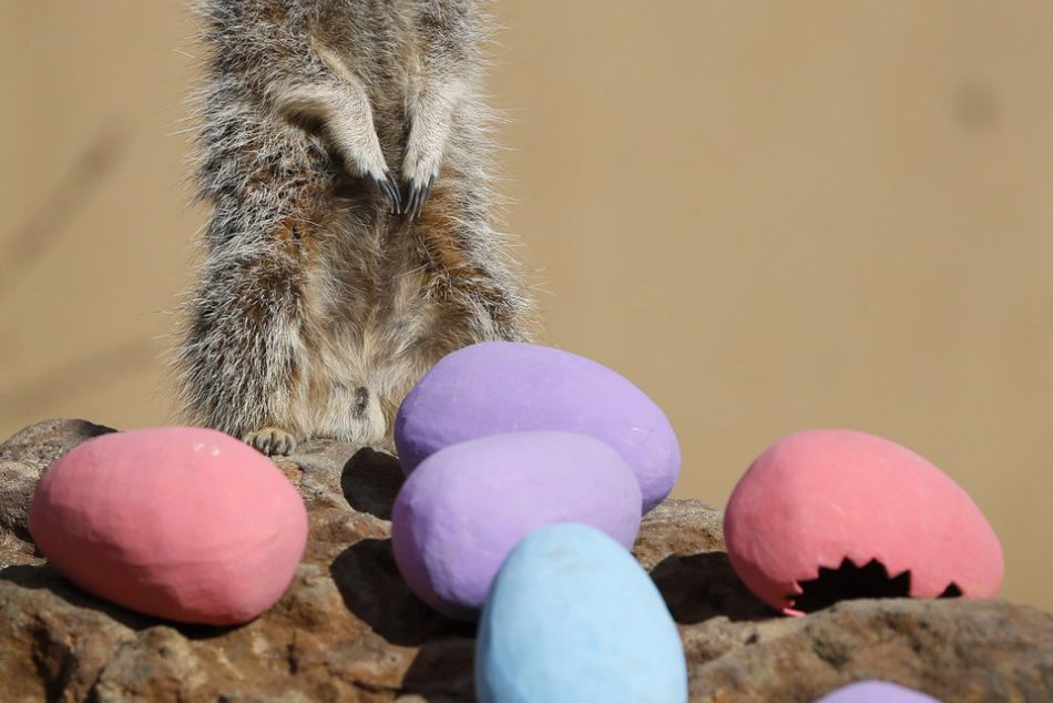 KURIOZITA DŇA: Prekvapenie pre zvedavé surikaty, v zoo našli veľkonočné vajíčka