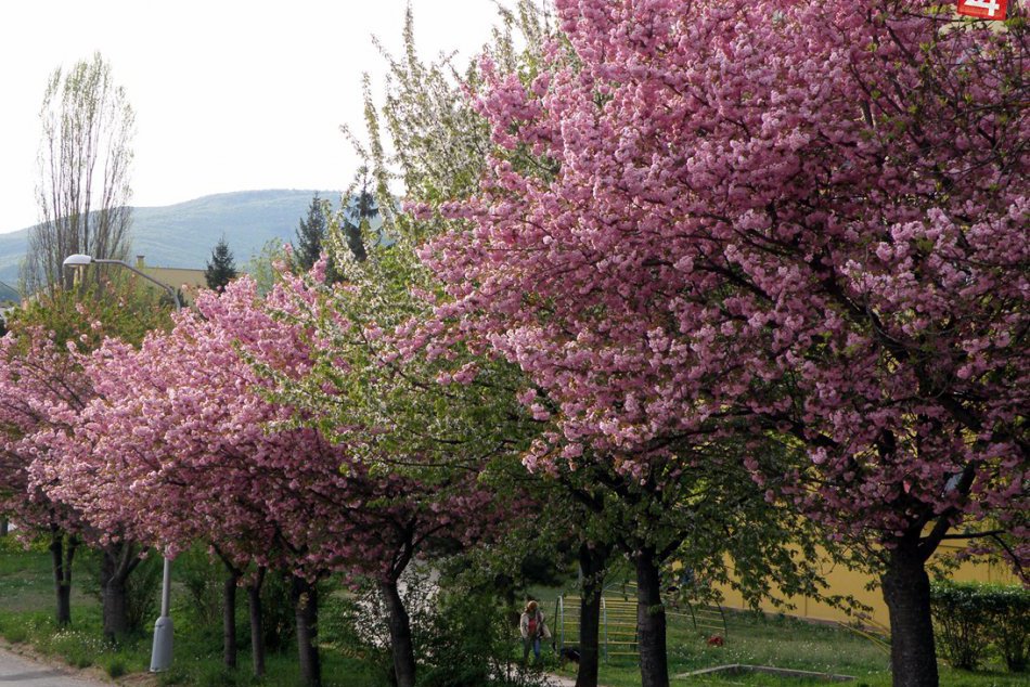 Obrazom: Najkrajšia ulica v Rožňave