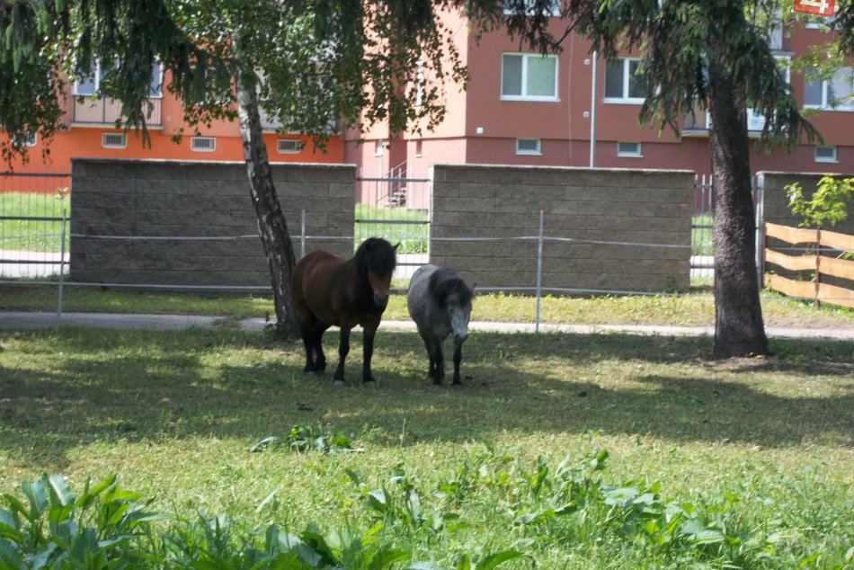 V parku už bývajú aj štvornohé zvieratká: Sú nimi sympatické poníky