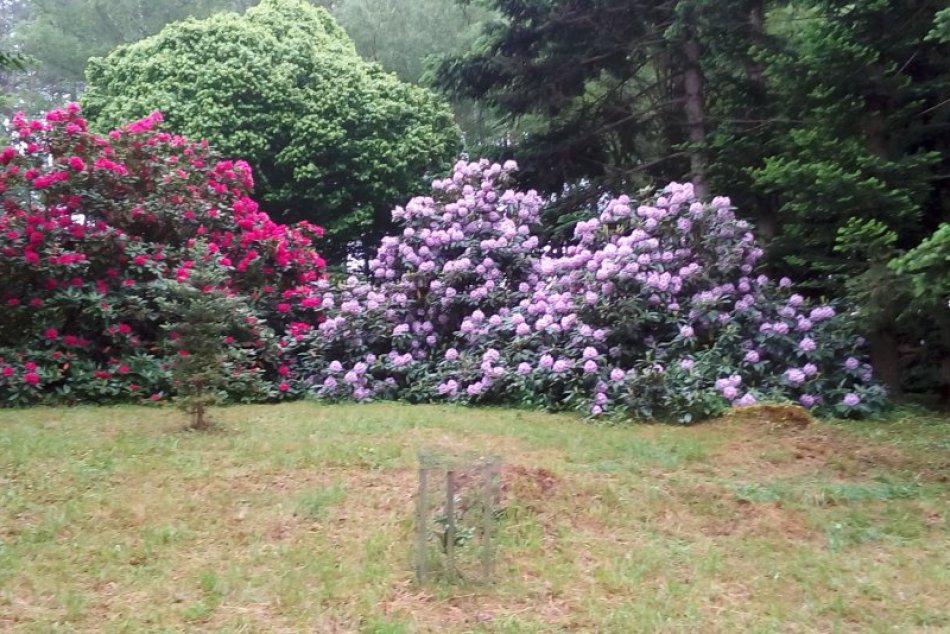 V OBRAZOCH: Krása rododendronov vo zvolenskom arboréte