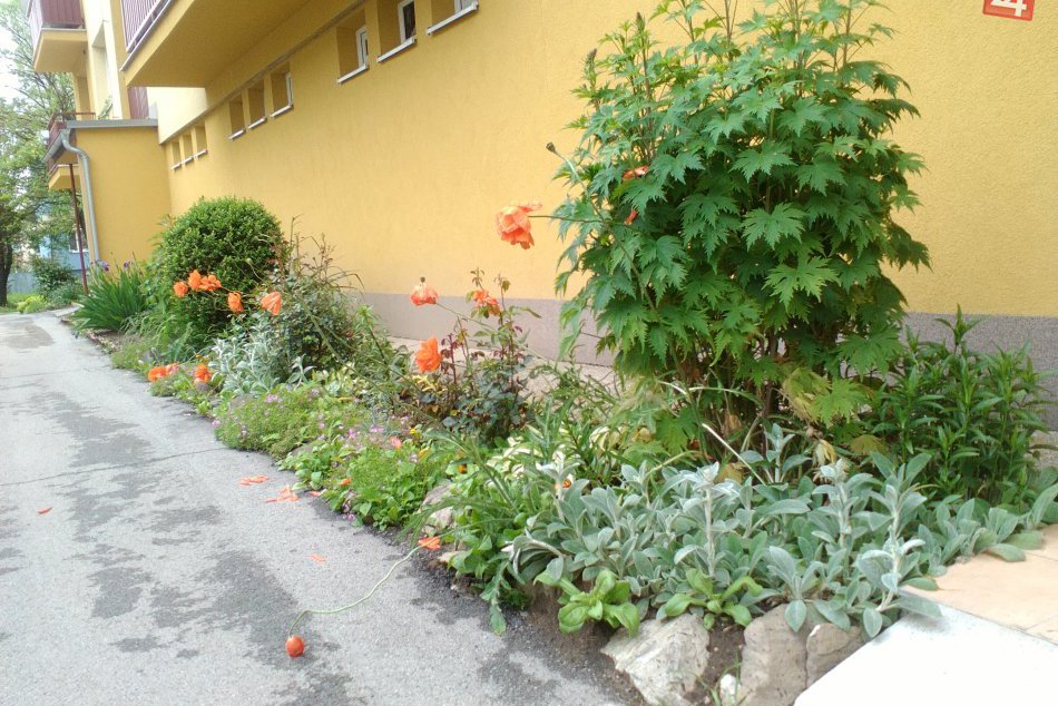 V OBRAZOCH: Kvitnúce záhradky v Brezne