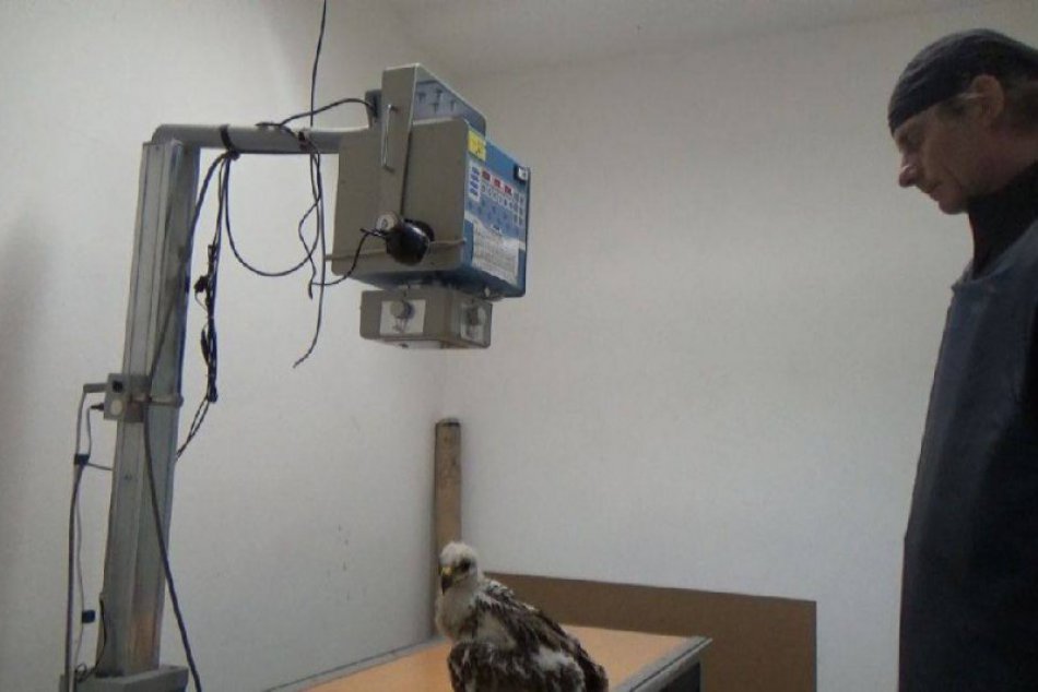 VIDEO: Nitrianski strážcovia prírody zachránili mláďa orla kráľovského