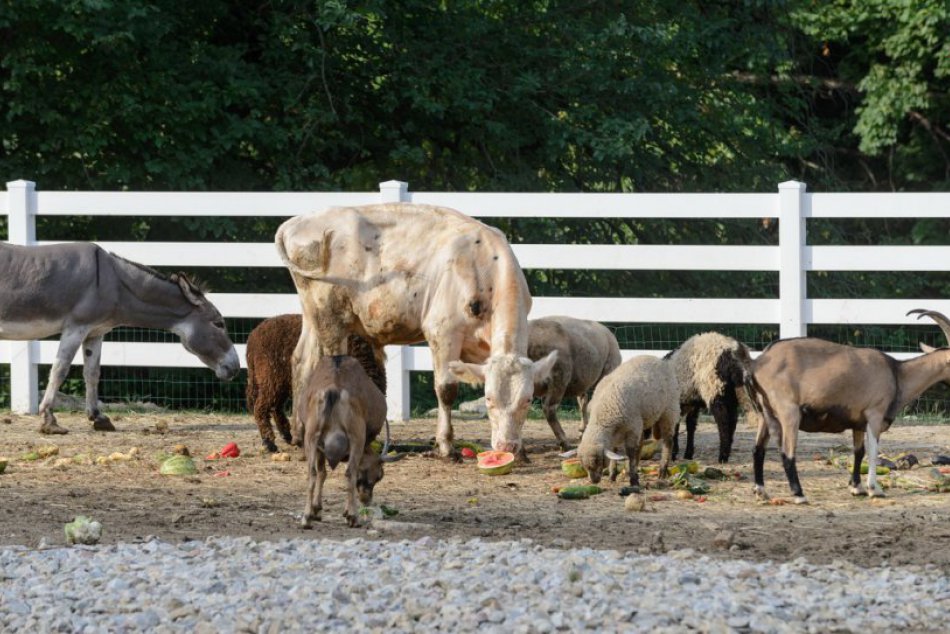 FOTO: Zvieratá v mestskom parku v Nitre majú počas horúčav upravenú stravu