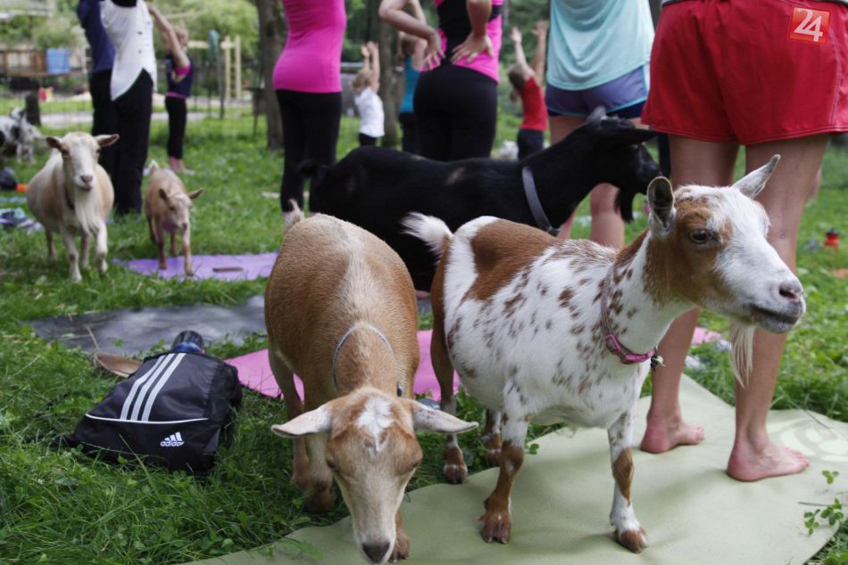 USA zažíva nový ošiaľ, tradičnú jogu precvičujú spolu s kozami