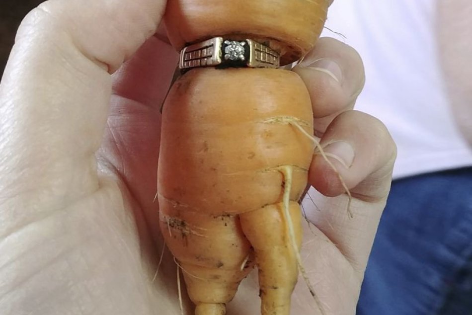 Kanaďanka zberala úrodu, na mrkve našla dávno stratený zásnubný prsteň