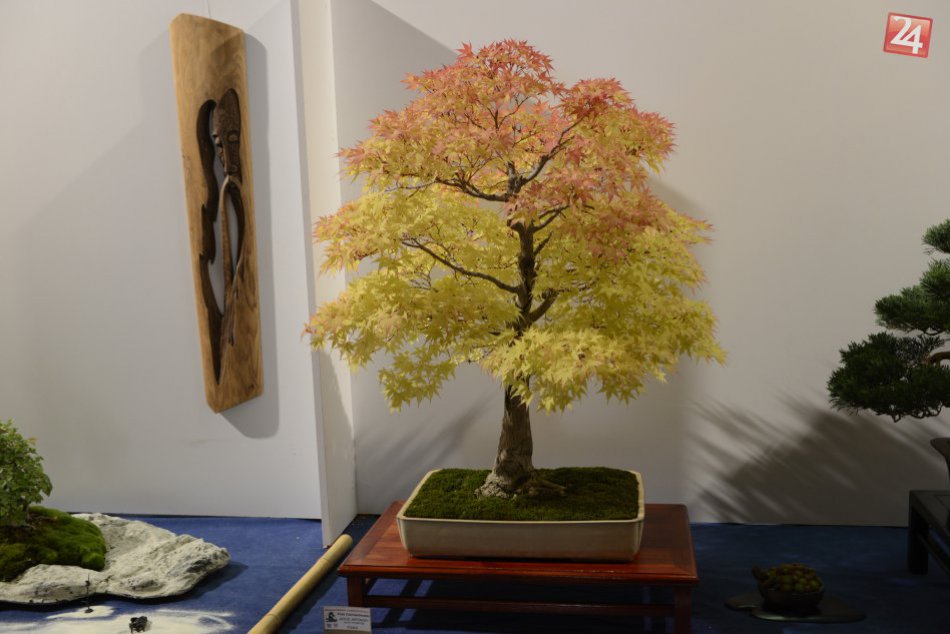 Zaujímavá výstava v Prešove: Záujemcovia obdivovali kamene a bonsaje