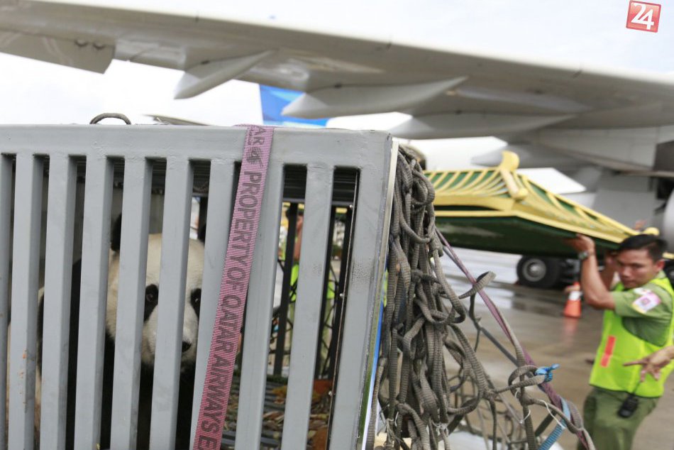 Pandám vybudovali v Indonézii domov za milióny, sťahovali sa z Číny