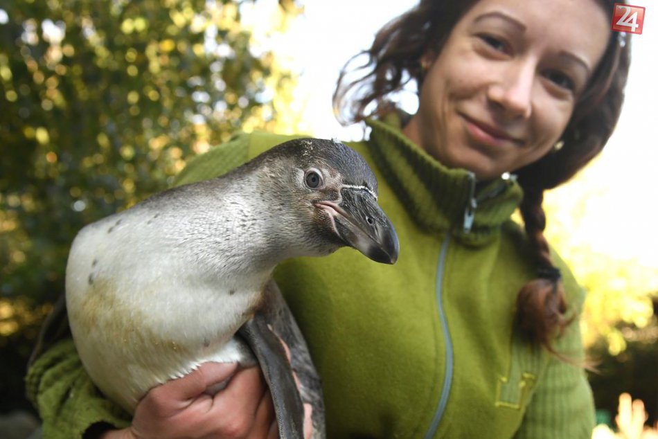 KURIOZITA DŇA: Radosť v košickej ZOO, v tomto roku odchovali 5 mláďat tučniakov