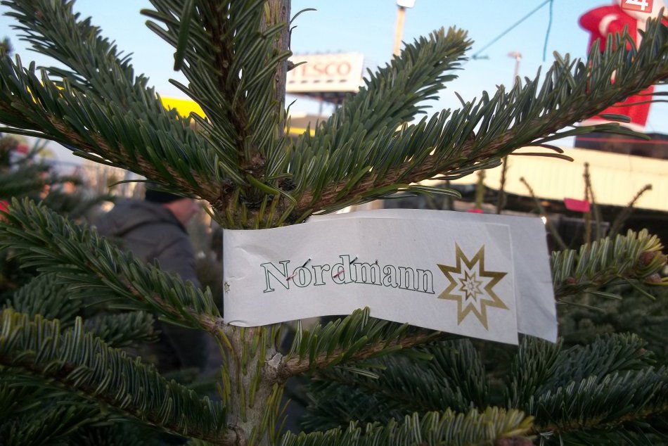 FOTO: V meste predávajú vianočné stromčeky, máte aj Vy svojho favorita?