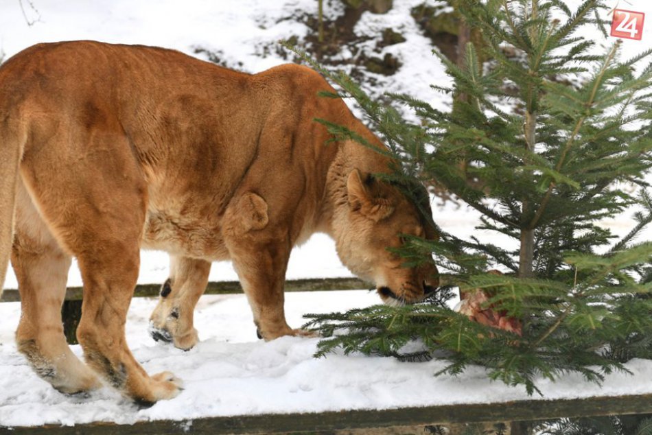 V OBRAZOCH: Zvieratá v košickej zoo sa tešili z darčekov