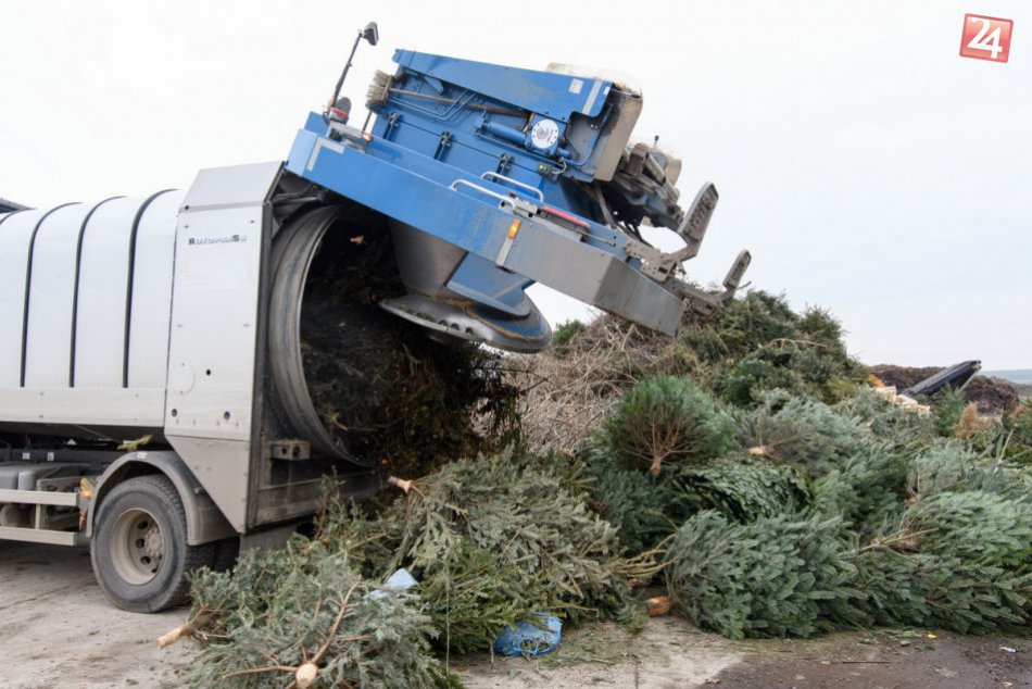 Zber vianočných stromčekov v Nitre je v plnom prúde: Vyrobí sa z nich kompost