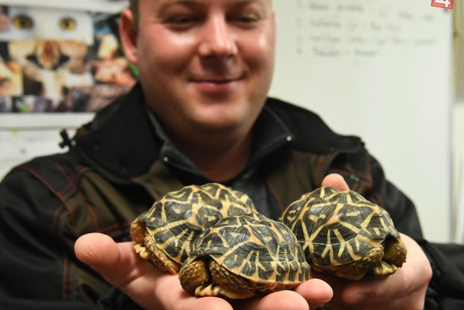 Košická zoo získala ohrozený druh korytnačky