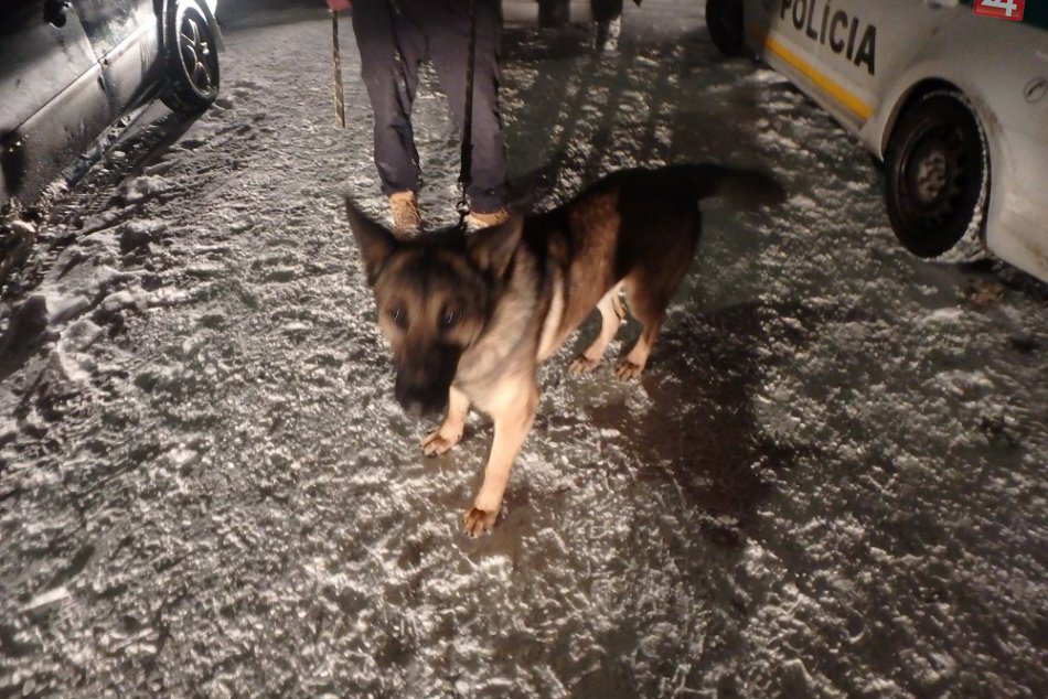 Policajné FOTKY: Muži zákona našli na Spiši v aute ukradnutých psov