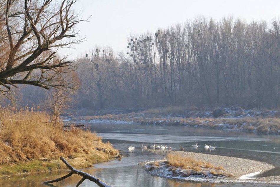 Národný park Dunajské luhy v zime