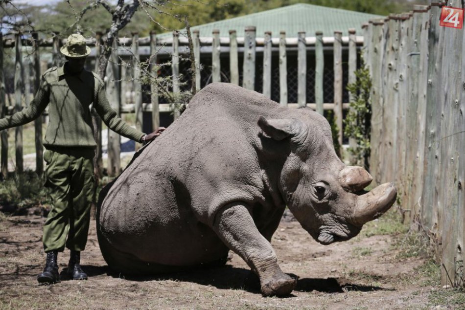 Uhynul Sudan, posledný samec nosorožca tuponosého severného