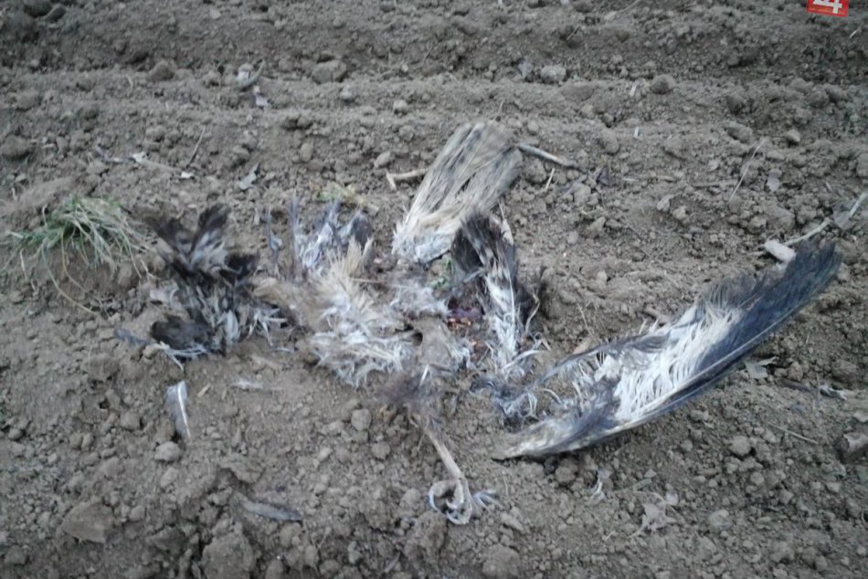 Hrozný pohľad: Neďaleko Nitry našli 14 uhynutých myšiakov hôrnych
