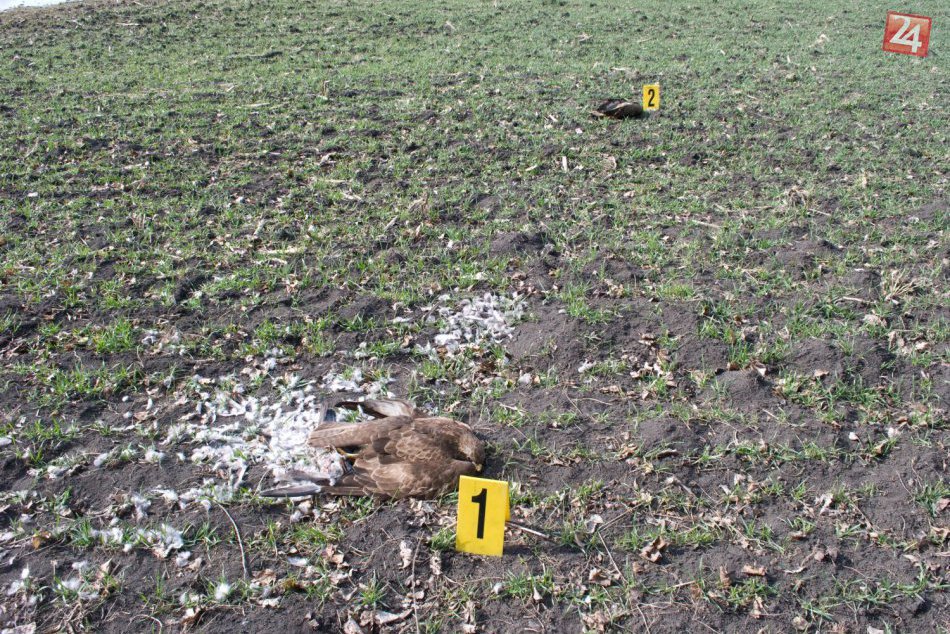 Ďalšie mŕtve dravce v našom okrese: Pravdepodobne ide o otravu