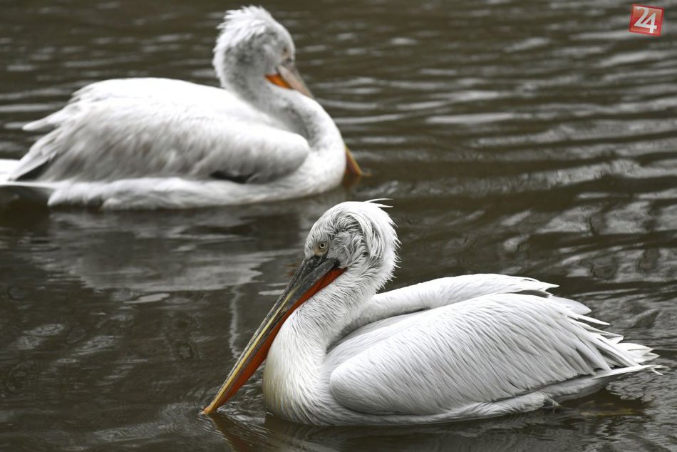 V ZOO pribudol pár ohrozeného druhu pelikána