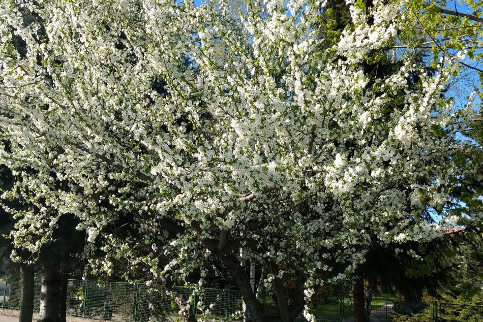 FOTOGALÉRIA: Jar sa v Spišskej Novej Vsi predvádza v plnej kráse