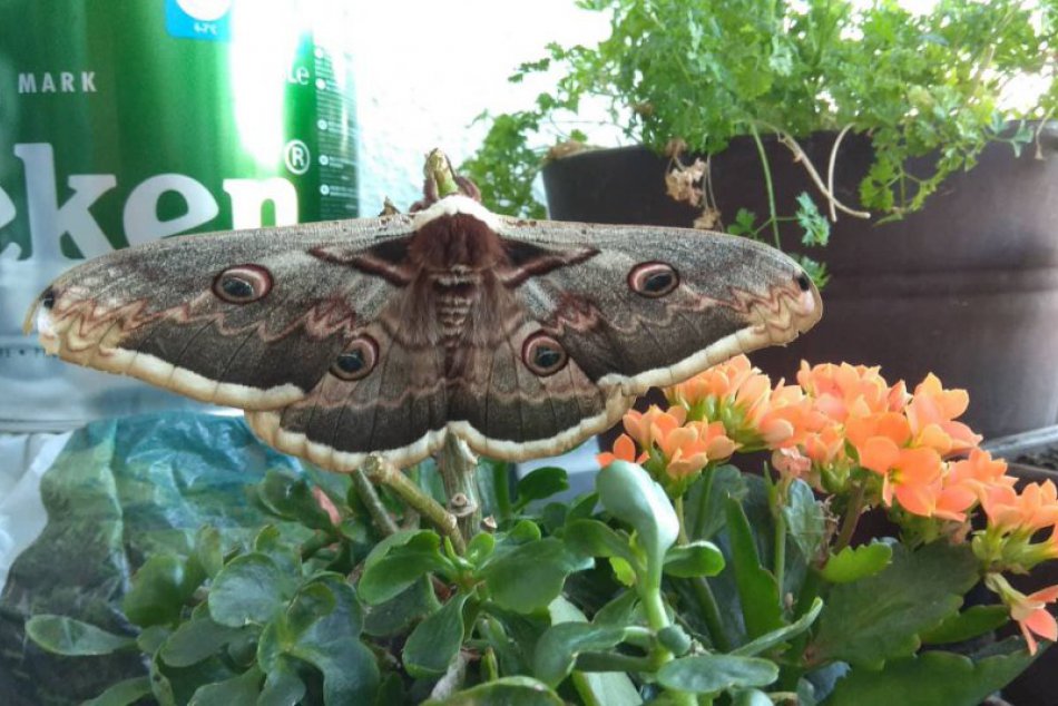 To sa len tak nevidí: Najväčší európsky motýľ pristál na balkóne v Nitre, FOTO