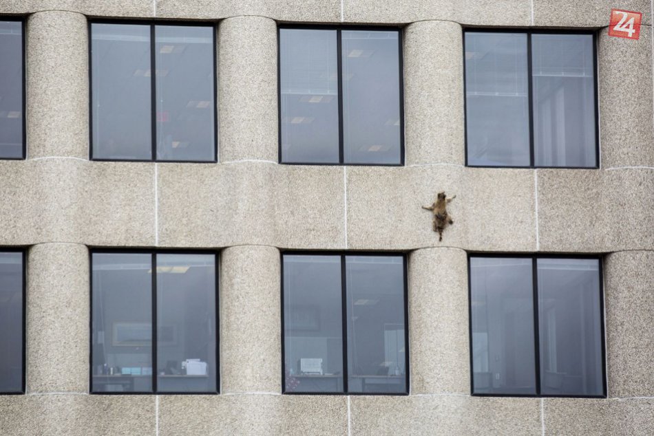 Medvedík čistotný ako Spiderman, vyliezol na strechu mrakodrapu