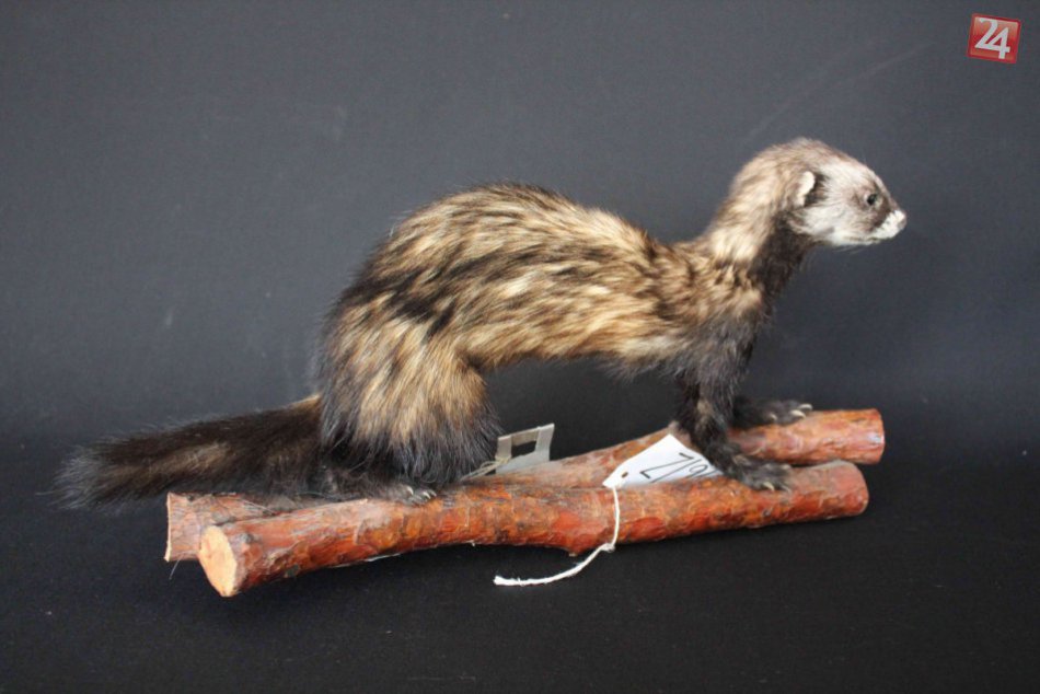 Preparáty Vlastivedného múzea v Považskej sú opäť v plnej kráse: Veď pozrite