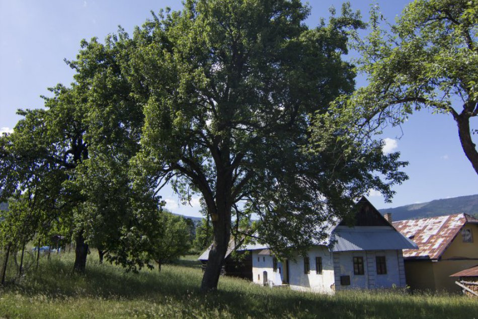 Obrazom: V ankete Strom roka 2018 aj reprezentanti z nášho okresu