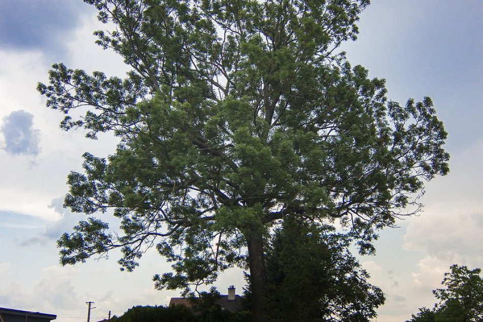 FOTO: Toto je on. V súťaži Strom roka bojuje aj tento majestátny strom z Dechtíc