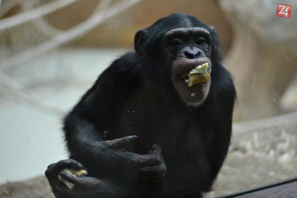 Svetový deň šimpanzov