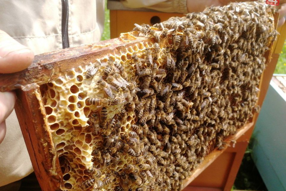 Mestské včely na Kačíne